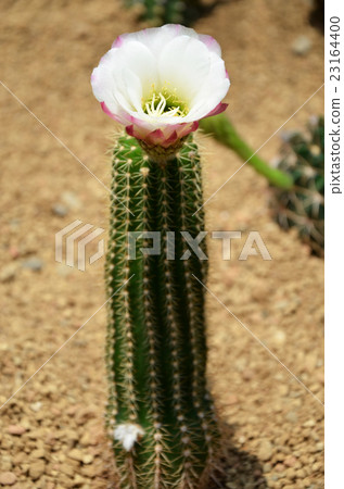 Cactus flower 23164400
