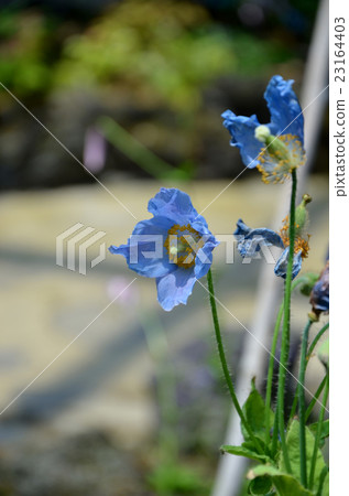 Blue poppy mekonopsis 23164403