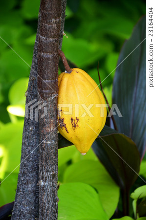 Cacao fruit Cacao fruit 23164404