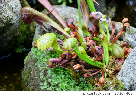 Insectivorous plant Darlingtonia 23164405