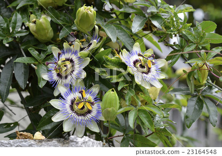 Watch grass (passion flower) Watch grass (passion flower) 23164548