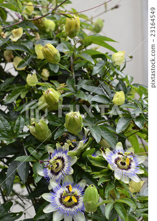 Watch grass (passion flower) 23164549