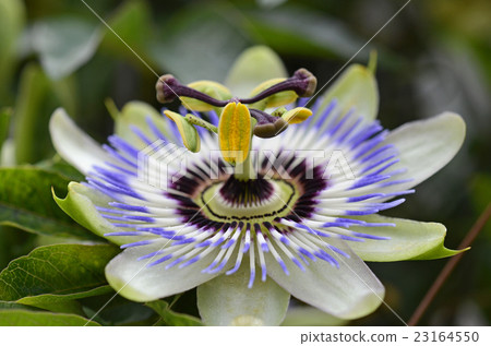 Watch grass (passion flower) Watch grass (passion flower) 23164550
