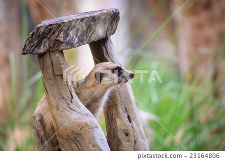 Portrait of meerkat on the tree hollow 23164806