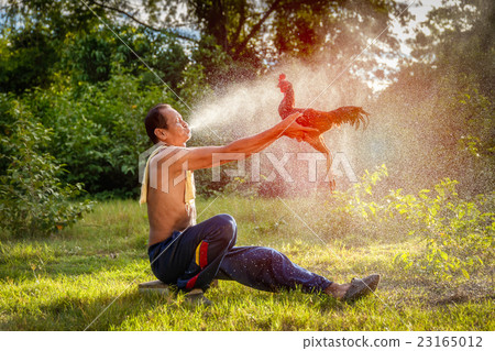 Asian old man cleaning the thai gamecock Asian old man cleaning the thai gamecock 23165012
