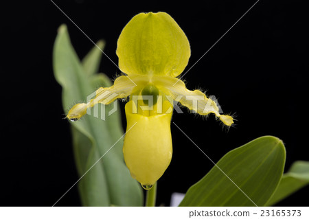 Fresh flower Paphiopedilum primulinum flowers Fresh flower Paphiopedilum primulinum flowers 23165373