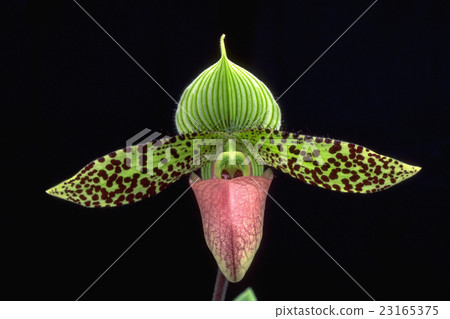 Flower of the ancient orchid Paphiopedilum sukhakulii Flower of the ancient orchid Paphiopedilum sukhakulii 23165375