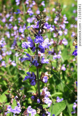 Common Sage Common Sage 23165841