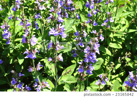 Common Sage Common Sage 23165842