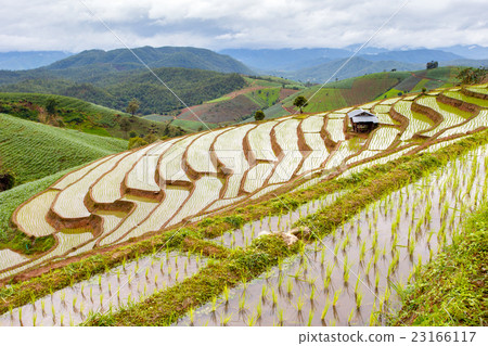 Green Terraced Rice Field rainy season 23166117