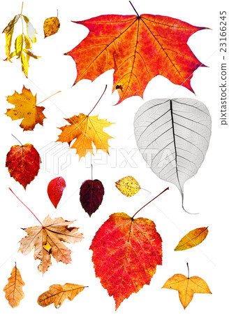 set of fallen autumn leaves isolated on white set of fallen autumn leaves isolated on white 23166245