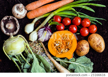 fresh organic vegetables fresh organic vegetables 23166616