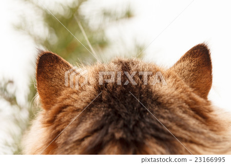 nice cat nice cat 23166995