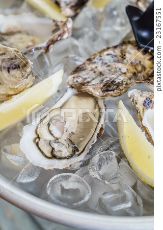 oysters oysters 23167551