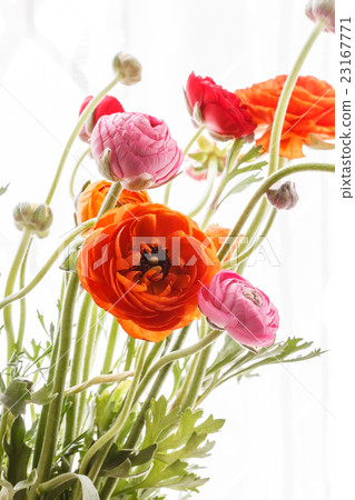 Colorful persian buttercup flowers (ranunculus) 23167771