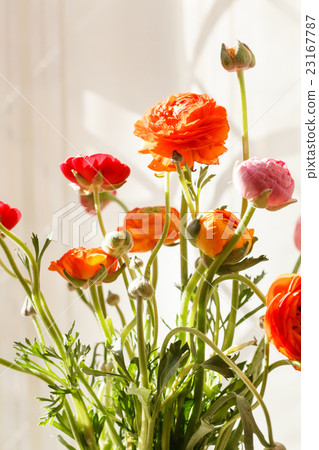 Colorful persian buttercup flowers (ranunculus) 23167787