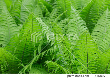 fern background fern background 23168079