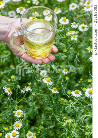 camomile tea camomile tea 23168082