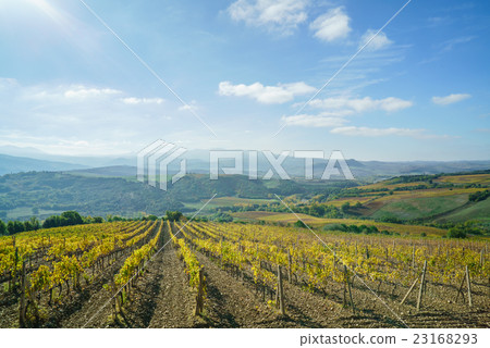 vineyard 23168293