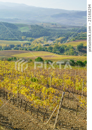 vineyard 23168294