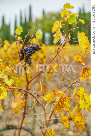 autumn vineyard 23168296
