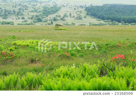 Kirigamine Hachiagahara Marsh 23168509