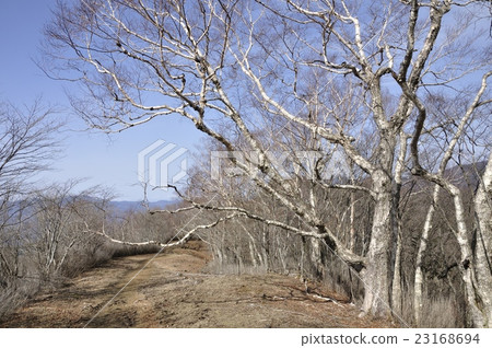 Stone ridge runway Large tree of Dakkamba 23168694