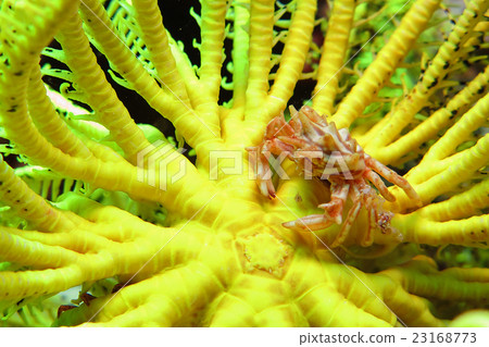 Caterpillar crab 23168773