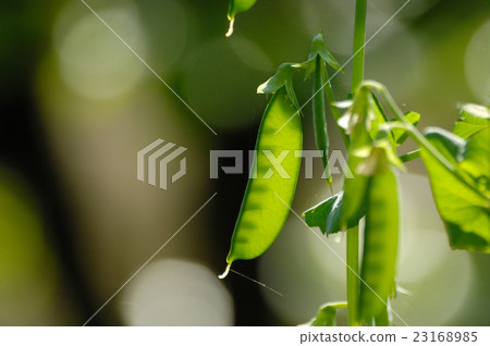 Kinusaya Kinusaya 23168985