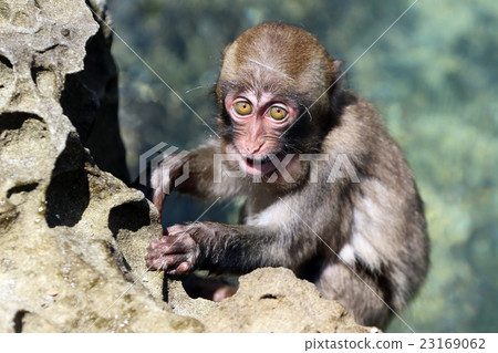 宮崎縣島島島國島猴子 23169062