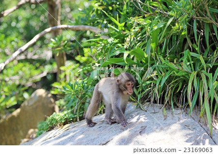 宮崎縣島島島國島猴子 23169063