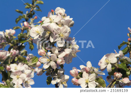 the flowers the flowers 23169139