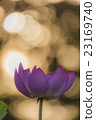 蓮花和早晨太陽圖像 23169740