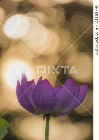 蓮花和早晨太陽圖像 蓮花和早晨太陽圖像 23169740