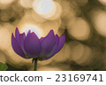 蓮花和早晨太陽圖像 23169741