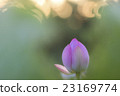 蓮花和早晨太陽圖像 23169774
