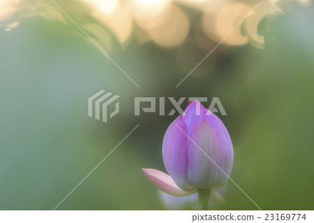蓮花和早晨太陽圖像 蓮花和早晨太陽圖像 23169774