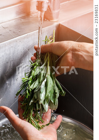 Stock Photo: Man\'s hands washing sage.