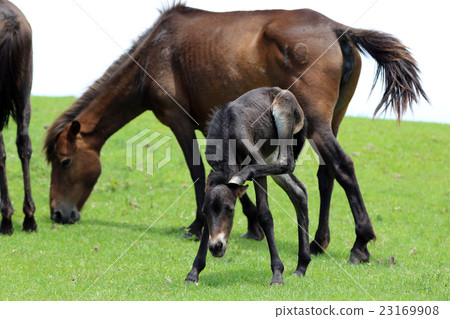 Misaki Horse of Castle of Kushima-shi, Miyazaki Prefecture 23169908