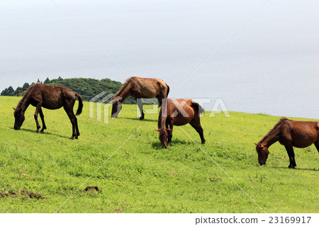 Misaki Horse of Castle of Kushima-shi, Miyazaki Prefecture Misaki Horse of Castle of Kushima-shi, Miyazaki Prefecture 23169917