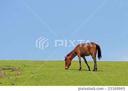 Misaki Horse of Castle of Kushima-shi, Miyazaki Prefecture Misaki Horse of Castle of Kushima-shi, Miyazaki Prefecture 23169943