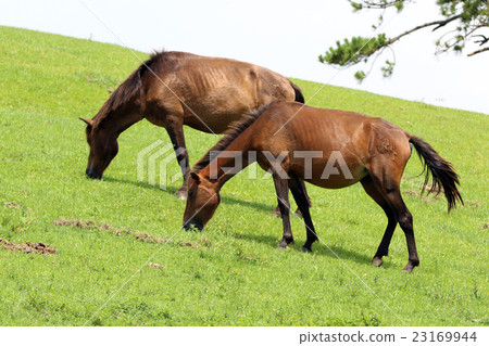 Misaki Horse of Castle of Kushima-shi, Miyazaki Prefecture Misaki Horse of Castle of Kushima-shi, Miyazaki Prefecture 23169944