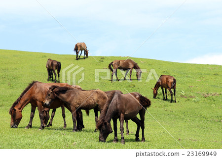 Misaki Horse of Castle of Kushima-shi, Miyazaki Prefecture 23169949