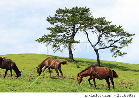 宮崎縣島島市的Misaki Horse 23169952