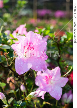 Beautiful of a blooming Pink Azalea flowers Beautiful of a blooming Pink Azalea flowers 23170370