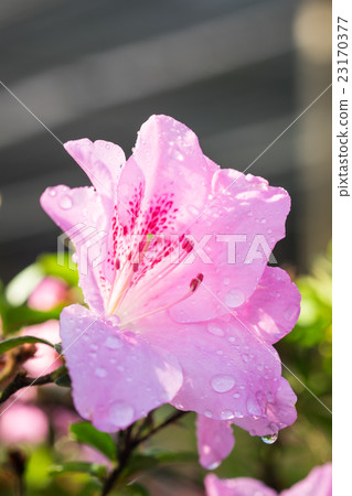 Beautiful of a blooming Pink Azalea flowers Beautiful of a blooming Pink Azalea flowers 23170377