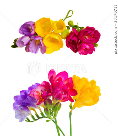 Fresh freesia flowers Fresh freesia flowers 23170713