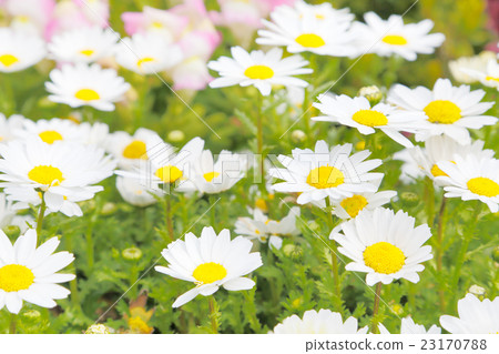 瑪格麗特 23170788