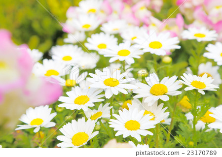 瑪格麗特 23170789