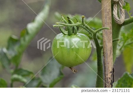 種植西紅柿 23171131